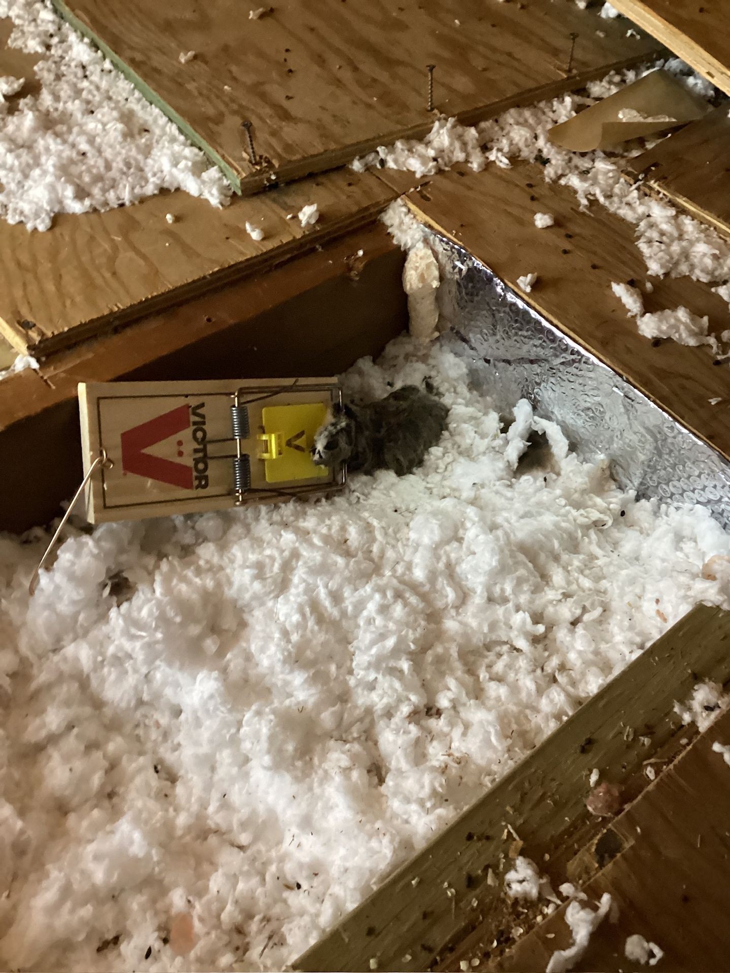 Project Probono LLC technician vacuuming out damaged attic insulation in the Lehigh Valley to prepare for air sealing and R‑49 re-insulation—removing contaminated, unsafe, or ineffective materials