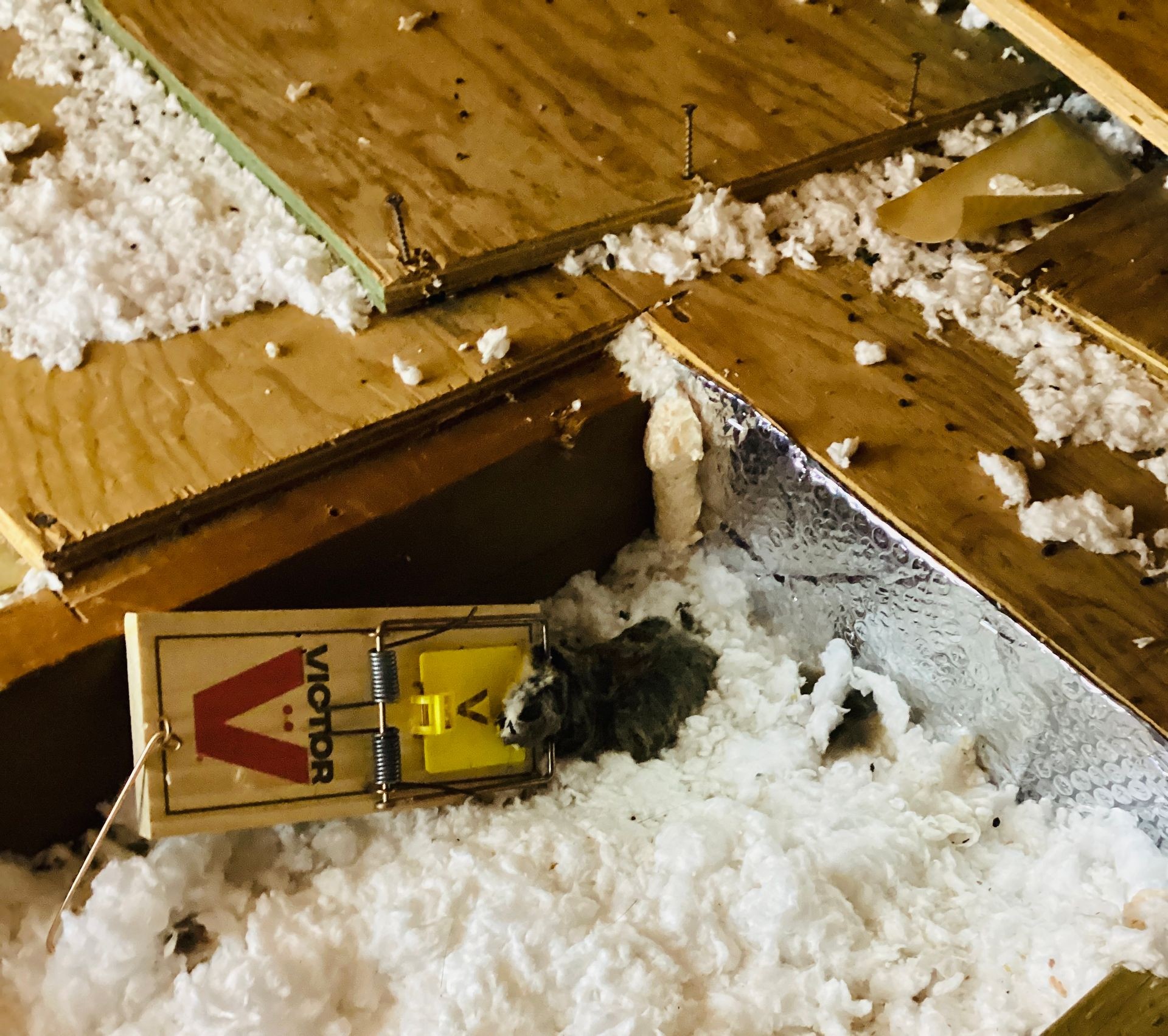 Squirrel  passing through attic with insulation — potential leakage and IAQ risk identified by Project Probono LLC in the Lehigh Valley